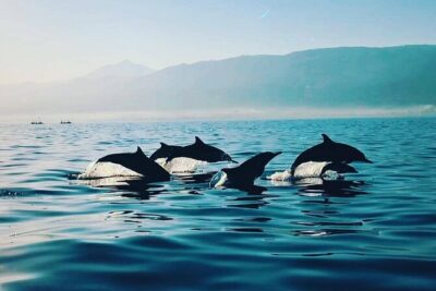 All inclusive Lovina Dolphins Sunrise tour, Waterfall & Temple - Sunrise dolphin spotting in Lovina: what the private boat experience changes