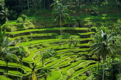 All Inclusive of Ubud Top Attraction - Ubud Royal Palace and the Art Market: culture without the maze