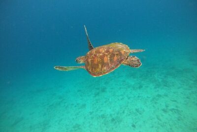 All Inclusive Snorkeling at Blue Lagoon with Lunch - Blue Lagoon Reef Time: A One-Hour Fish Festival