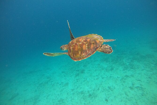 All Inclusive Snorkeling at Blue Lagoon with Lunch - Blue Lagoon Reef Time: A One-Hour Fish Festival
