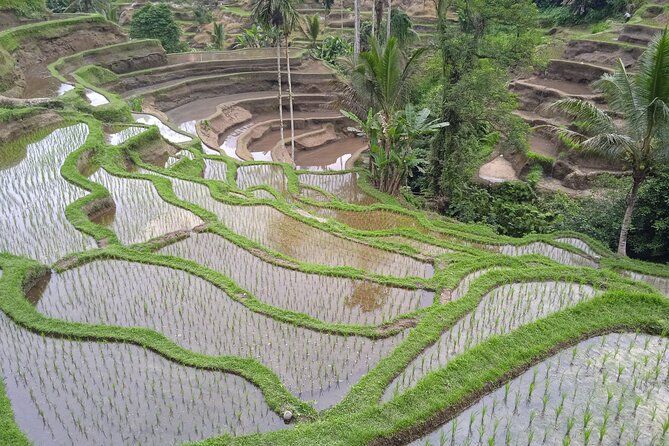 [All Inclusive] The Soul of Bali: Temples, Art & Traditions Tour - Guides in Plain English: Pacing and Clear Explanations