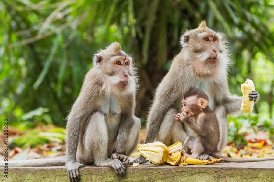 All Inclusive Ubud Private Day Tour - Key things you’ll care about