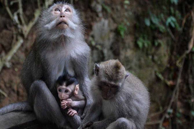 All inclusive Ubud private tour - Sacred Monkey Forest: temples, paths, and real macaques
