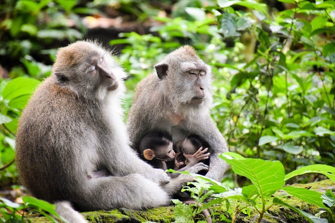 All Inclusive Ubud Tour with 15 Sitter Van - Inside the 15-sitter van: comfort is the real upgrade