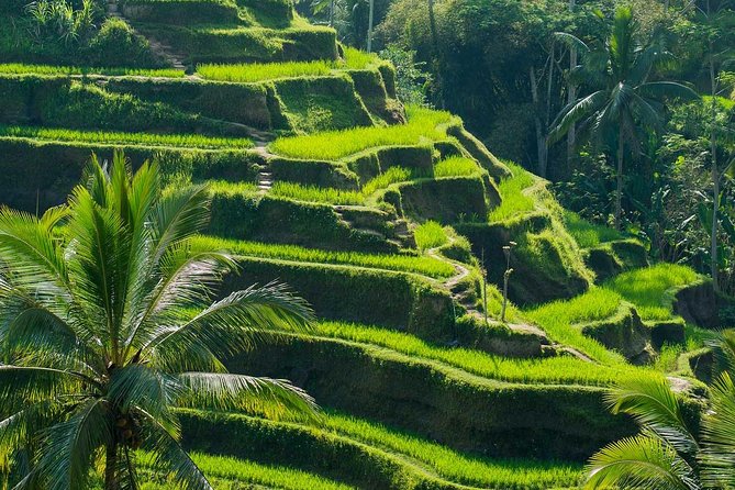All Inclusive Ubud Tour with 15 Sitter Van - Price and what’s truly included at $61.54
