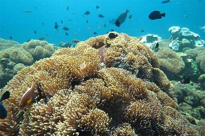 All Ticket Inclusive-Blue Lagoon Snorkeling-Ubud Monkey Forest & Ubud Waterfall - Morning Logistics: Pickup at 8:00 and an 8–10 Hour Day