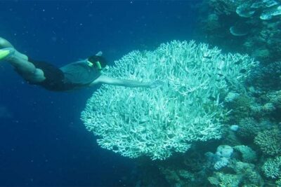 All Ticket Inclusive-Blue Lagoon Snorkeling-Ubud Monkey Forest & Ubud Waterfall - Stop 2: Sacred Monkey Forest Sanctuary and the Tri Hita Karana Idea