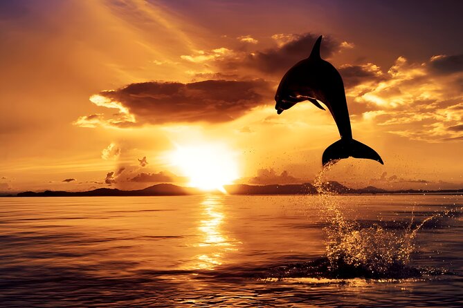 Amazing Bali Dolphin Watching Trip Experience - Lovina sunrise dolphins: why the timing matters