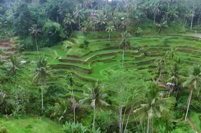 Amazing Bali Swing Activities and Ubud Full Day Trip - Sacred Monkey Forest Sanctuary: great views, real-life monkey chaos