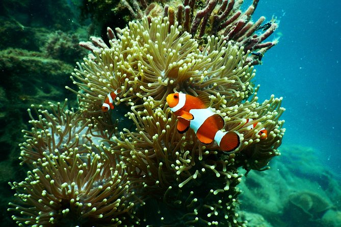 Amazing Blue Lagoon Snorkeling with Private Hotel Transfer - Optional Upgrades: Gates of Heaven or Kanto Lampo Waterfall
