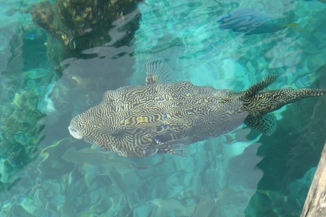 Amazing Blue Lagoon Snorkeling with Private Hotel Transfer - Price and Value: Is $47.44 a Good Deal?