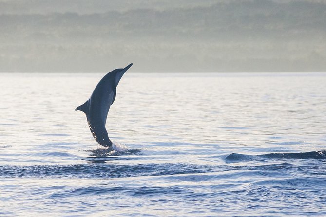 Amazing Private Tours: Dolphins Lovina and Gitgit Waterfall include Lunch - Sunrise Lovina Dolphins: Why the 2:30am Start Matters