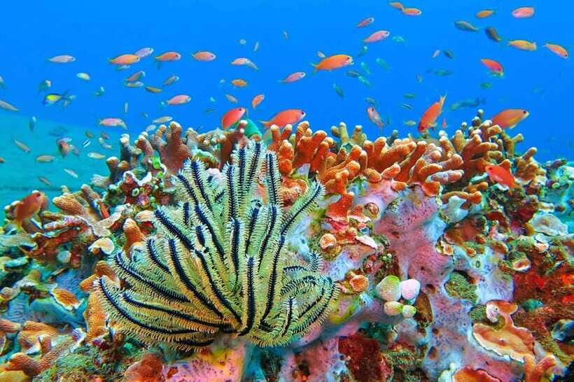 Amed: Snorkeling Tour with Japanese Shipwreck and Coral … - The Japanese shipwreck: coral growth that turns structure into habitat