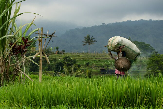AWay From Home - Bali Village Tour - Day 2: Cutting Grass, Feeding the Cow, Brown Sugar, and Coffee
