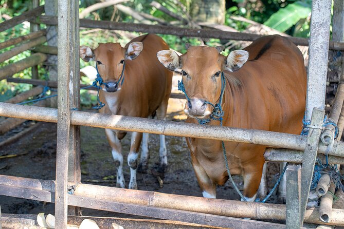 AWay From Home - Bali Village Tour - Who Should Book This, and Who Should Skip It