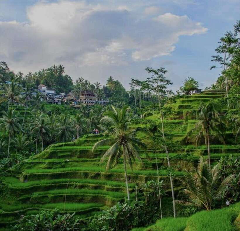 Bali: 3 best waterfall and tegalalang rice terrace - Stop 4: Tegalalang Rice Terrace for valley views and calmer pacing