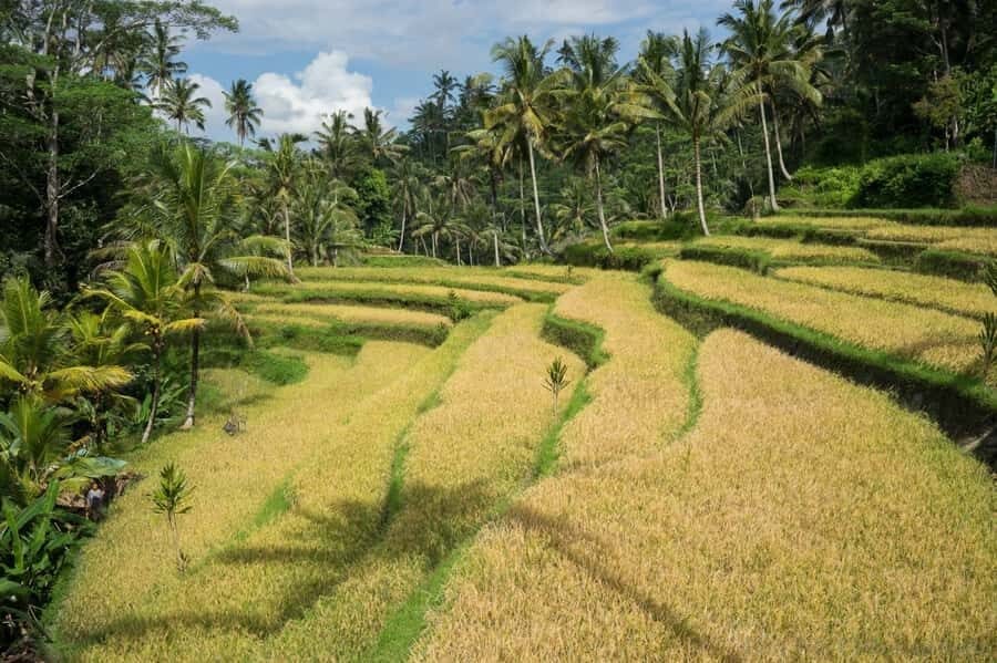 Bali: 6-Hour UNESCO Sites Cultural Walking Tour - Price and value: what $50 buys you here