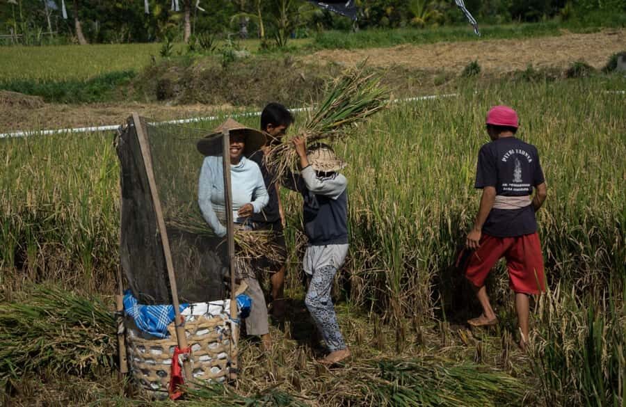 Bali: 6-Hour UNESCO Sites Cultural Walking Tour - Organic plantation coffee and spice tastings (and yes, it’s included)