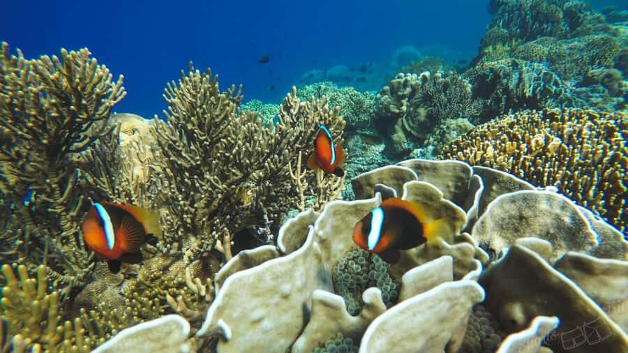 Bali: All-Inclusive Blue Lagoon & Tanjung Jepung Snorkeling - What the Water Time Feels Like (Boat, Safety Briefing, Reef)