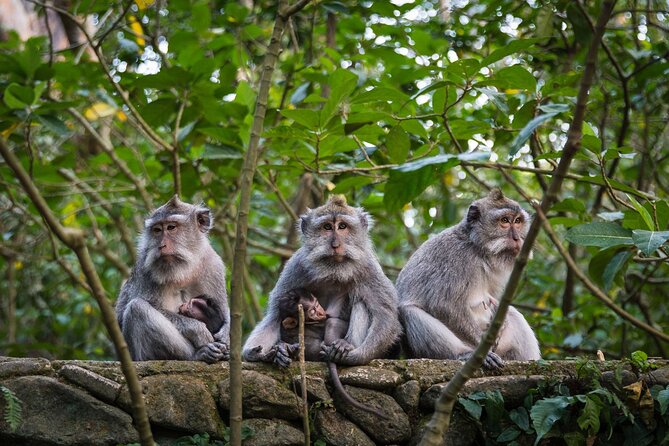 Bali All-Inclusive: Ubud Tour with Entrance Ticket and Lunch Included - Why a private Ubud day feels worth it