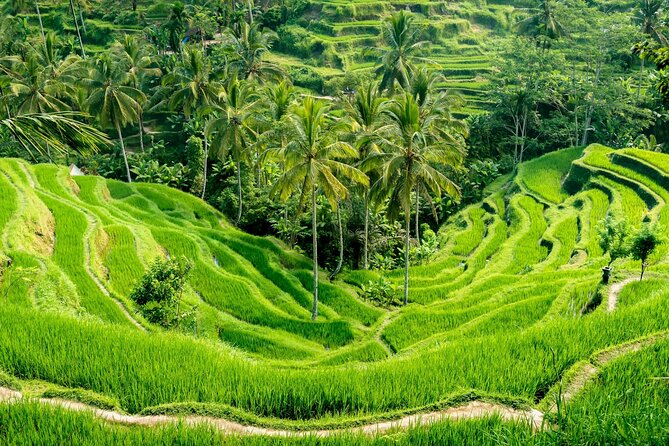 Bali All-Inclusive: Ubud Tour with Entrance Ticket and Lunch Included - 8:30am timing: how the schedule affects your photos