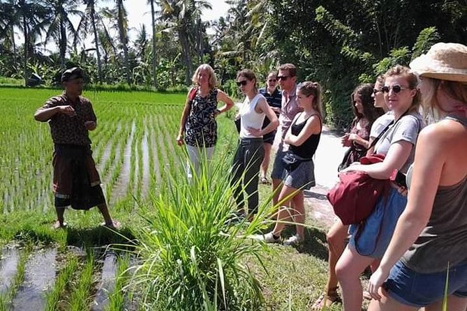 Bali Amazing Cooking Class - Pickup, Vehicle Comfort, and the Small Logistics That Matter