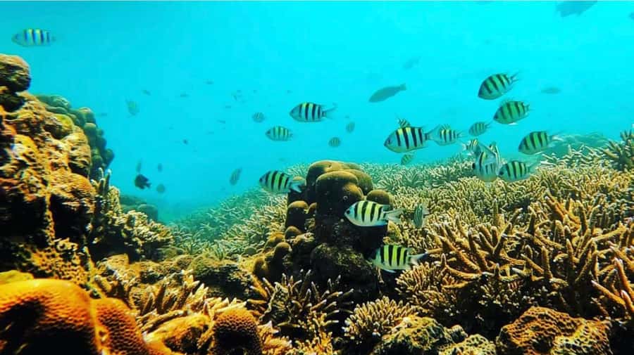 Bali: Amed, Jemeluk & Lipah Beach Snorkeling Adventure - Who This Amed Snorkeling Trip Fits Best