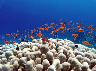 Bali/Amed: Underwater Temple Snorkeling Experience - The price: $40 is the value lever here