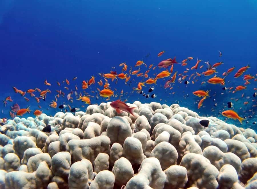 Bali/Amed: Underwater Temple Snorkeling Experience - The price: $40 is the value lever here