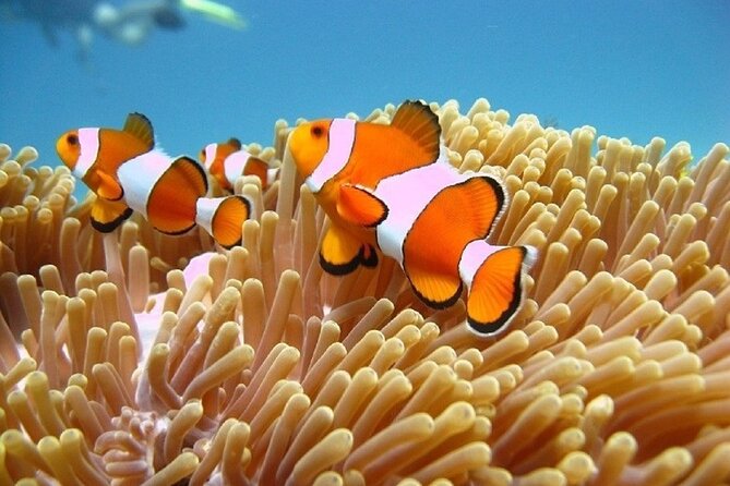 Bali ATV Quad Bike Adventure and Snorkeling Tour - Private Attention: How the Day Stays Fun Instead of Chaotic