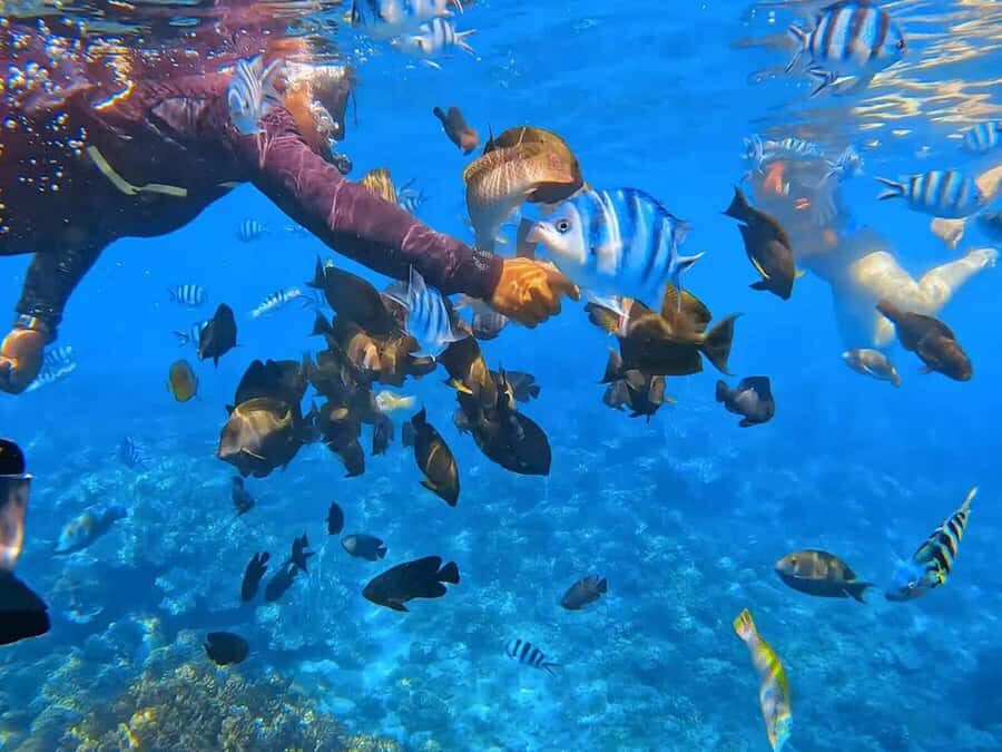 Bali: ATV Ride and Snorkeling Tour with Hotel Transfer - ATV and Snorkeling in Bali: The Big Idea