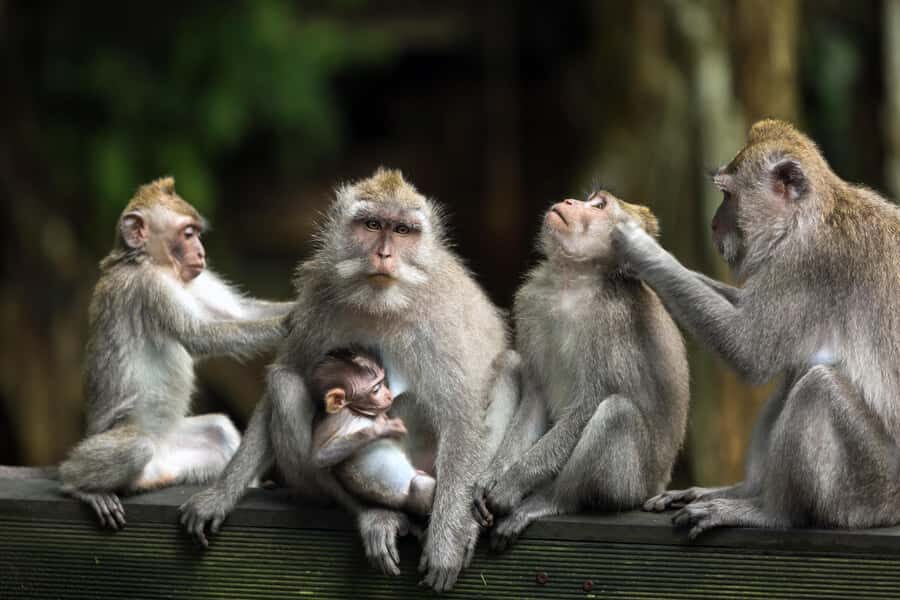 Bali: ATV, Water Rafting, and Monkey Forest Tour - Price and Value: What You’re Really Paying For