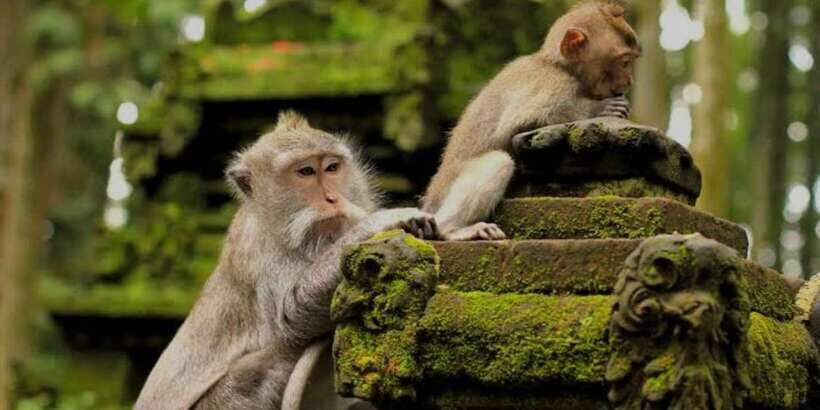 Bali: Bali Swing, Monkey Forest, Rice Terrace, Waterfall - Key Points You Should Know Before You Go