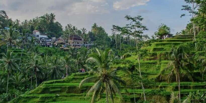 Bali: Bali Swing, Monkey Forest, Rice Terrace, Waterfall - Sacred Monkey Forest Sanctuary: Go Early and Respect the Space
