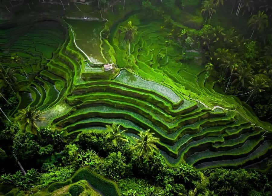 Bali: Barong Dance Show, Ricefields Tegallalang & Waterfall - Tegenungan Waterfall: Mist, Greenery, and a Change of Pace
