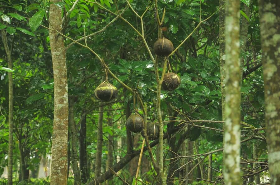 Bali/Batur: Mystical & Burial Rituals Tour with Kehen Temple - Kehen Temple on Bukit Bangli: the steps of heaven and the banyan bell