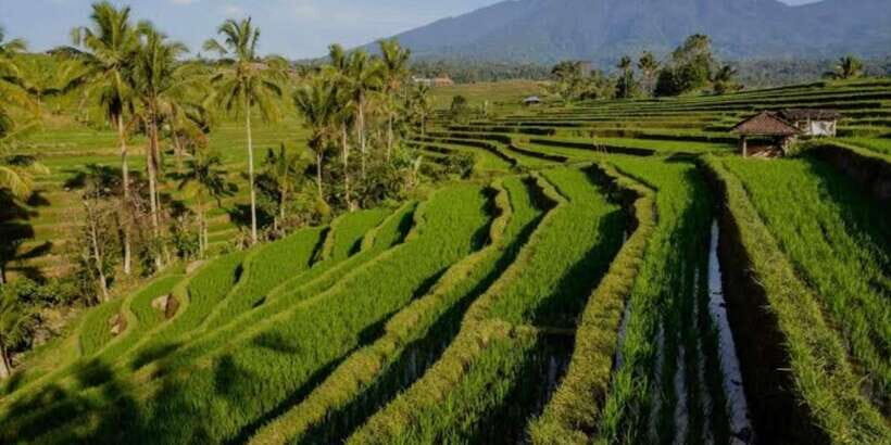 Bali: Bedugul, Jatiluwih, Taman ayun, Tanah lot private tour - What to bring (and how to avoid a sore-day souvenir)