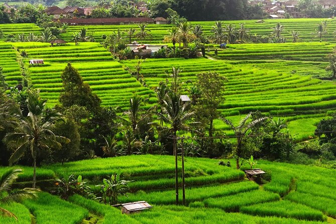Bali: Bedugul Lake Temple, Banyumala Waterfall, UNESCO Rice Field - How This Private Bali Day Connects Bedugul and Jatiluwih