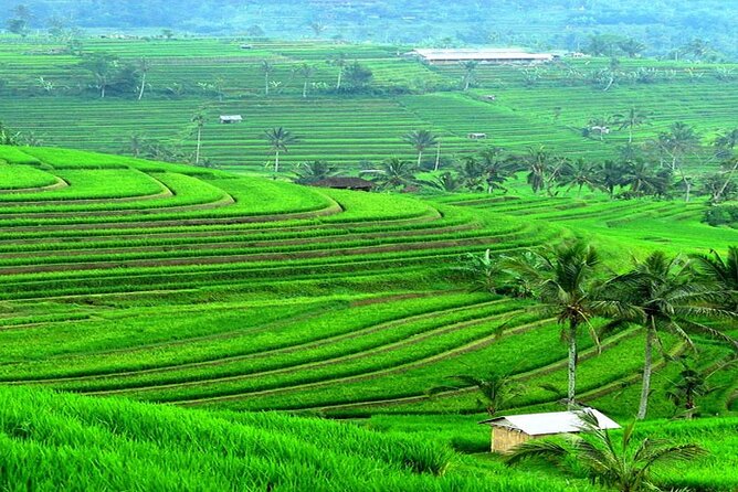 Bali: Bedugul Lake Temple, Banyumala Waterfall, UNESCO Rice Field - Should You Book This Bedugul–Waterfall–Jatiluwih Tour?