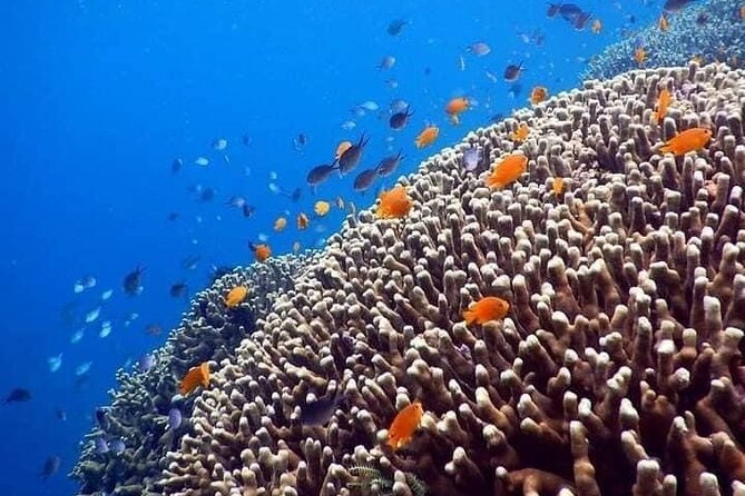 Bali Best Snorkeling at Blue Lagoon - Stop 2: Tanjung Jepun—more reef time, more chances