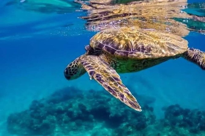 Bali Best Snorkeling at Blue Lagoon - What you might see in the water (and how to spot it)