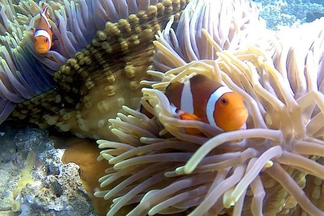 Bali Best Snorkeling at Blue Lagoon - Getting there: Padangbai meeting point and return transport