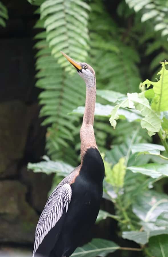 Bali Bird Park: 1-Day Admission Ticket - Bird Feedings and Shows: How to Use the Timetable