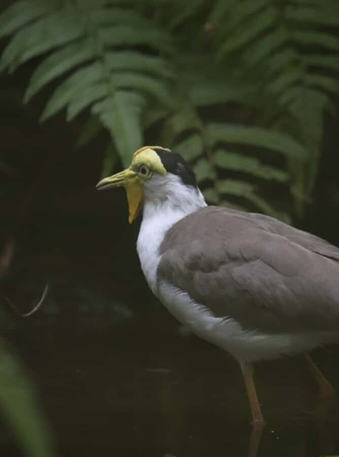 Bali Bird Park: 1-Day Admission Ticket - The 4D Cinema Break: Air-Conditioned and Scheduled