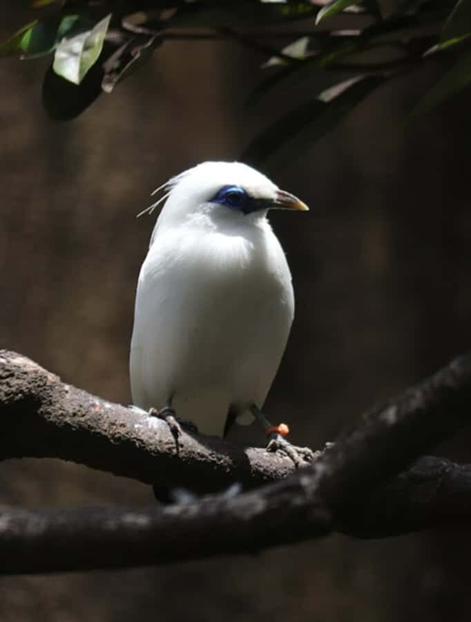 Bali Bird Park: 1-Day Admission Ticket - Komodo Exhibit: A Small Change of Pace