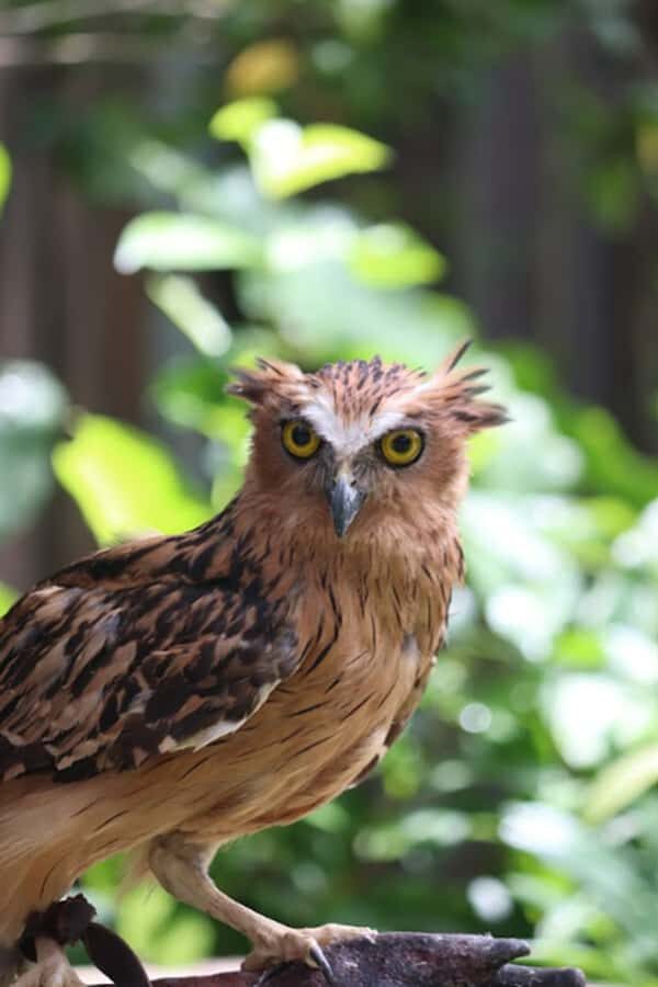 Bali Bird Park: 1-Day Admission Ticket - Should You Book Bali Bird Park Admission?