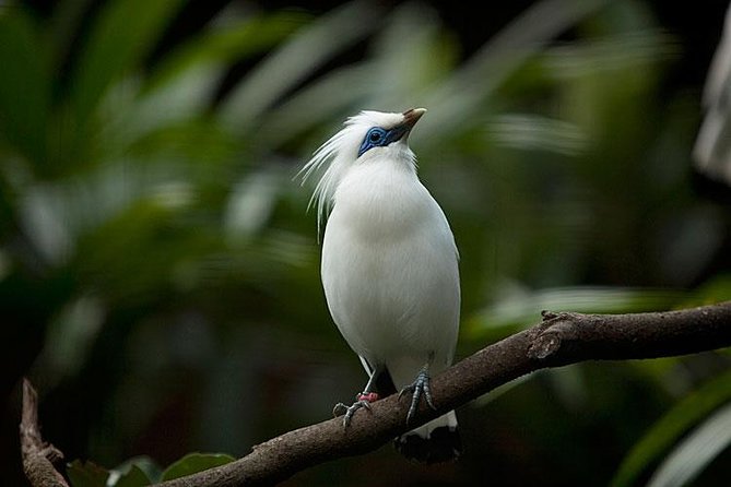 Bali Bird Park Admission Ticket with Hotel Transfer - What Else You Might Notice Nearby (Without Adding It to Your Day)