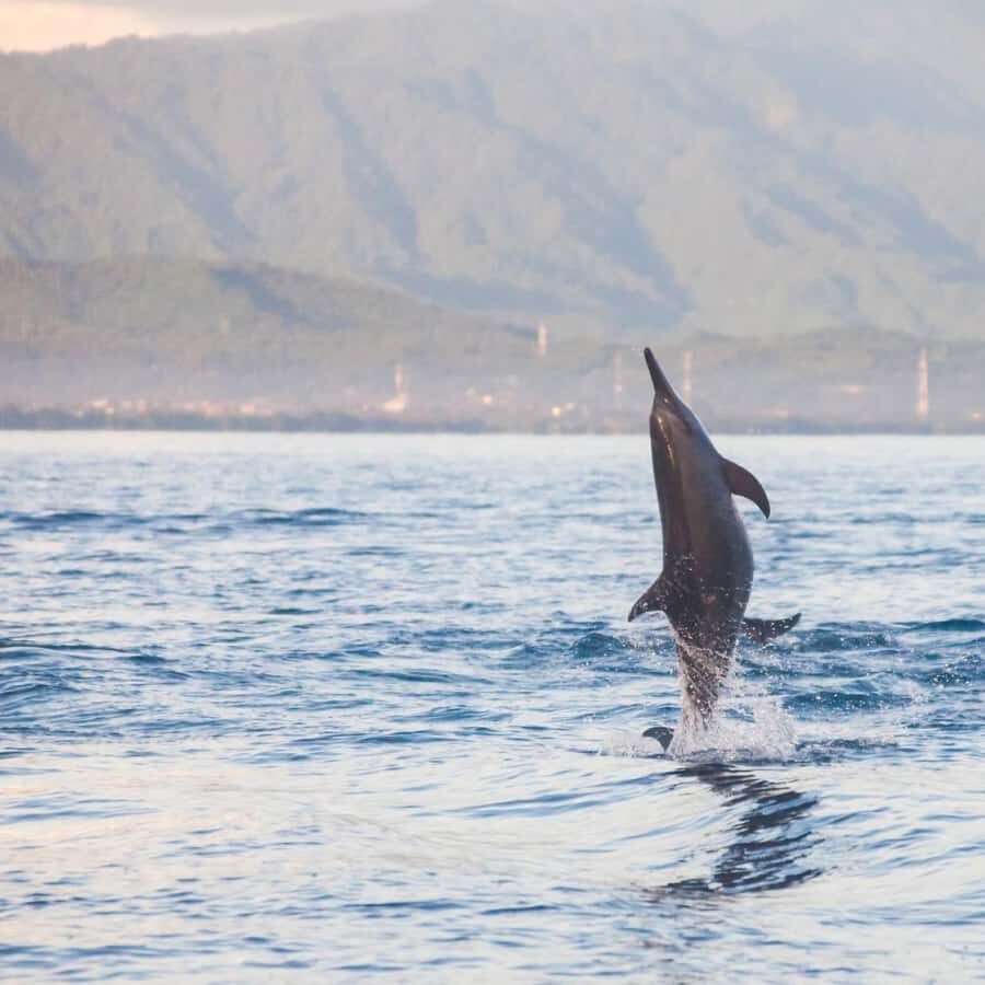 Bali Bliss: Dolphin Lovina Private Expedition - Lovina Dolphin Safari: the sea trip that sets the tone