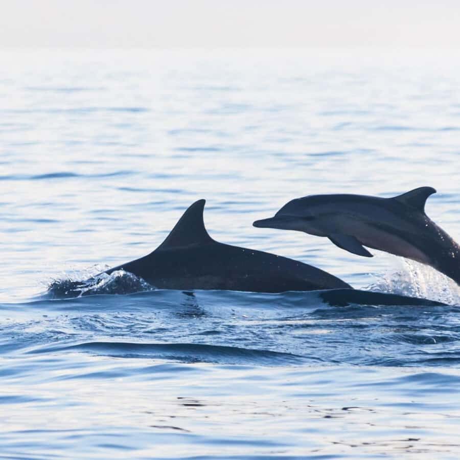 Bali Bliss: Dolphin Lovina Private Expedition - Option A vs Option B: pick your start time and your vibe