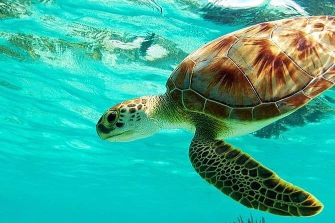 Bali : Blue Lagoon Snorkeling combine with Bali Swing in Ubud - Stop by stop: Blue Lagoon Beach (and what to expect on the water)